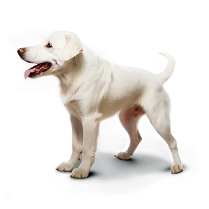 Friendly White Dog PNG 06262024 PNG