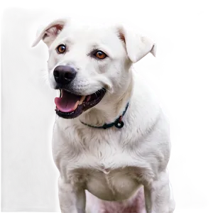 Friendly White Dog Png 26 PNG image