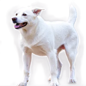 Friendly White Dog PNG 27 PNG