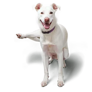 Friendly White Dog Png Mfm52 PNG image