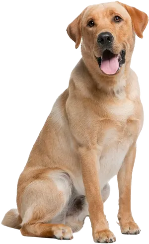 Friendly Yellow Labrador Sitting PNG image
