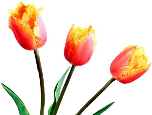 Fringed Orange Tulips PNG image