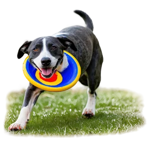 Frisbee Dog Competition Png Nhq95 PNG image