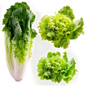 Frisee Lettuce Png 05242024 PNG image