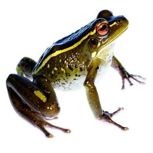 Frog A