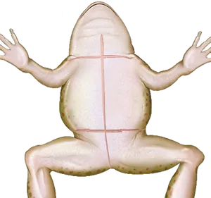 Frog Dissection Model Ventral View
