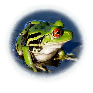 Frog In Pond PNG 47