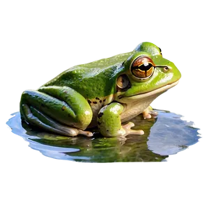 Frog In Pond Scenery PNG 05032024
