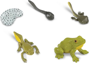 Frog Life Cycle Stages PNG image