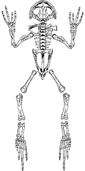 Frog Skeleton Illustration