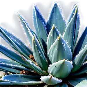 Frost-resistant Agave Plant PNG Evq59 PNG