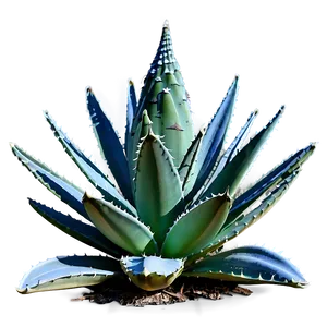 Frost-resistant Agave Plant PNG Lbf PNG