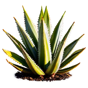Frost-resistant Agave Plant PNG Mgd PNG