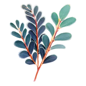 Frosted Eucalyptus Leaves PNG Gmp63 PNG