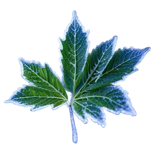 Frosted Leaf PNG 05032024