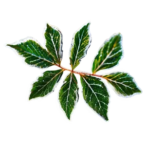 Frosted Leaf PNG Efx
