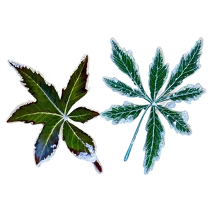 Frosted Leaves Falling PNG 06132024 PNG
