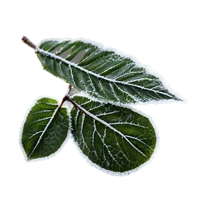 Frosted Leaves PNG 05042024