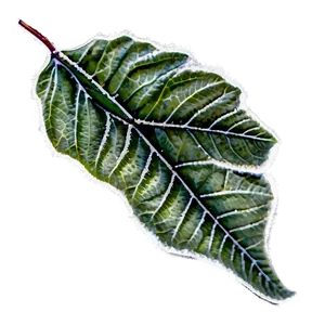 Frosted Leaves Png Rlo PNG image