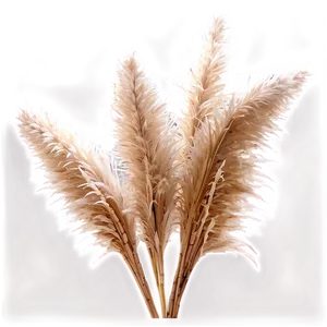 Frosted Pampas Grass PNG 06122024