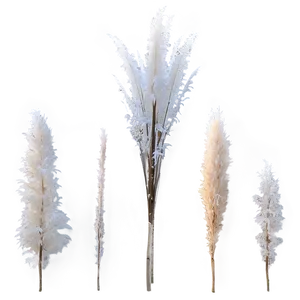 Frosted Pampas Grass Png 06122024 PNG image