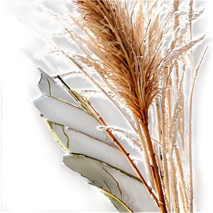 Frosted Pampas Grass Png Wqu PNG image