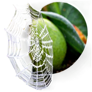 Frosted Spider Web Greenery Background PNG image