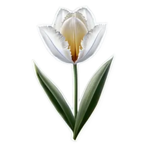 Frosted Tulip Png 05212024 PNG image