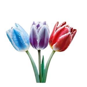 Frosted Tulip Png 46 PNG image