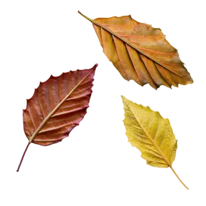 Frosty Autumn Leaves PNG 88