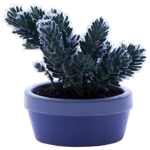 Frosty Morning Lavender Plant PNG 06282024 PNG