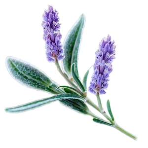 Frosty Morning Lavender Plant PNG 06282024 PNG