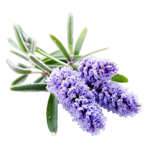 Frosty Morning Lavender Plant PNG 55 PNG