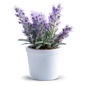 Frosty Morning Lavender Plant PNG Bpo18 PNG