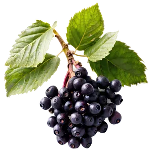 Frozen Elderberry Png 06252024 PNG image