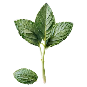 Frozen Mint Leaves PNG Pii5 PNG