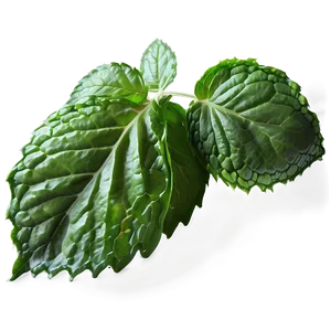 Frozen Mint Leaves PNG Ujg PNG