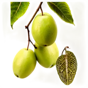 Fruit Tree Branches Png Wpe PNG image