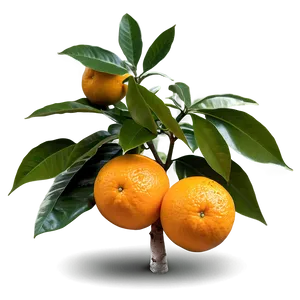 Fruiting Orange Tree PNG 44