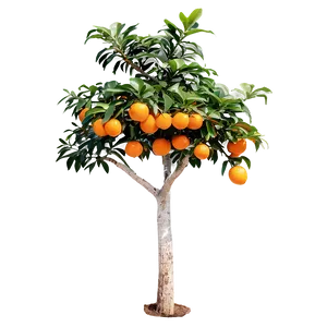 Fruiting Orange Tree PNG Jco72 PNG