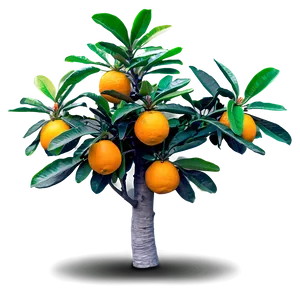 Fruiting Orange Tree PNG Rjp55 PNG