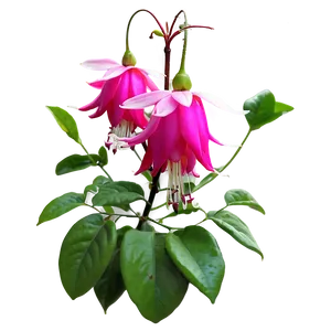 Fuchsia Flower Bush PNG 06122024