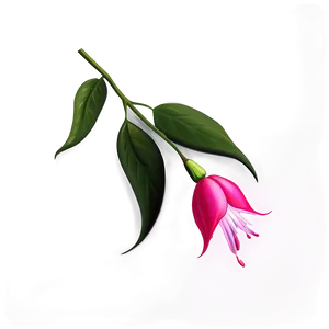 Fuchsia Flower Drawing PNG 05252024
