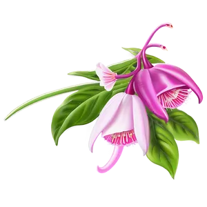 Fuchsia Flower Drawing PNG 93