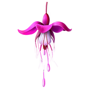 Fuchsia Flower Drawing PNG Vbt13