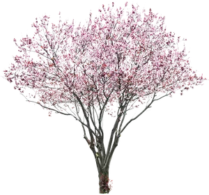 Full Bloom Cherry Blossom Tree PNG image