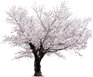 Full Bloom Cherry Blossom Tree PNG image