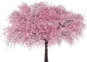 Full Bloom Cherry Blossom Tree PNG image