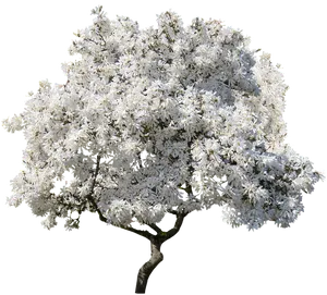 Full Bloom White Magnolia Tree PNG image