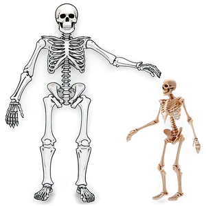 Full Body Skeleton Structure Png 06132024 PNG image